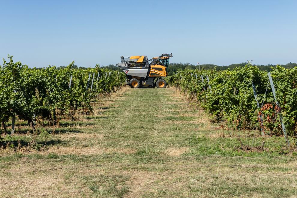 Megkezdődött a szőlőszüret a Dél-Balatonon 3 szőlő szüret