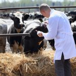 Több oldalról érkezik segítség a ragadós száj- és körömfájás sújtotta állattartóknak