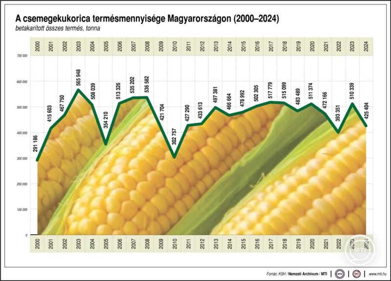 Európa élmezőnyében a magyar csemegekukorica-termelés 1 csemegekukorica