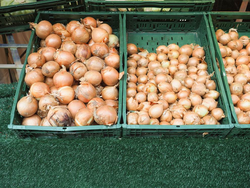 Jó szezon várható a hazai hagymatermesztésben, de dömpingárak fenyegetnek 1 hagyma