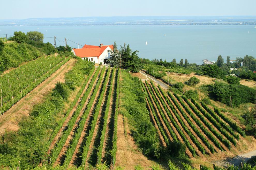 Badacsony szőlő