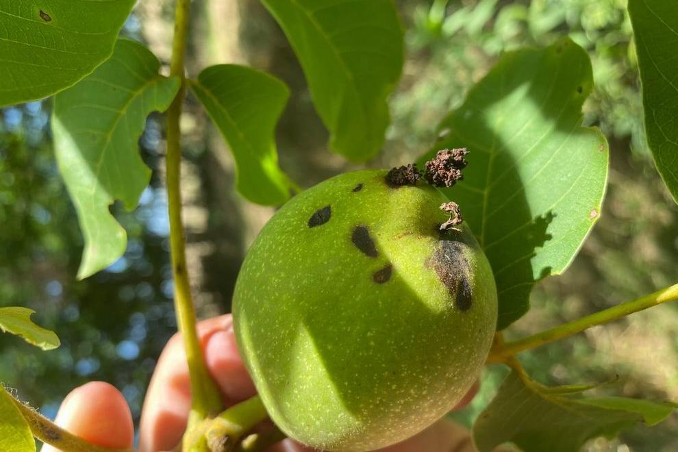 Törzsinjektálás lehet a megoldás a dióburok-fúrólégy ellen 1 nyugati dióburok-fúrólégy