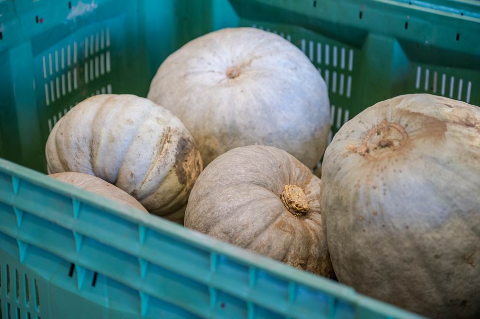 Egyre több gazda lát fantáziát a sütőtökben – bővül a termőterület és a kínálat 1 sütőtök