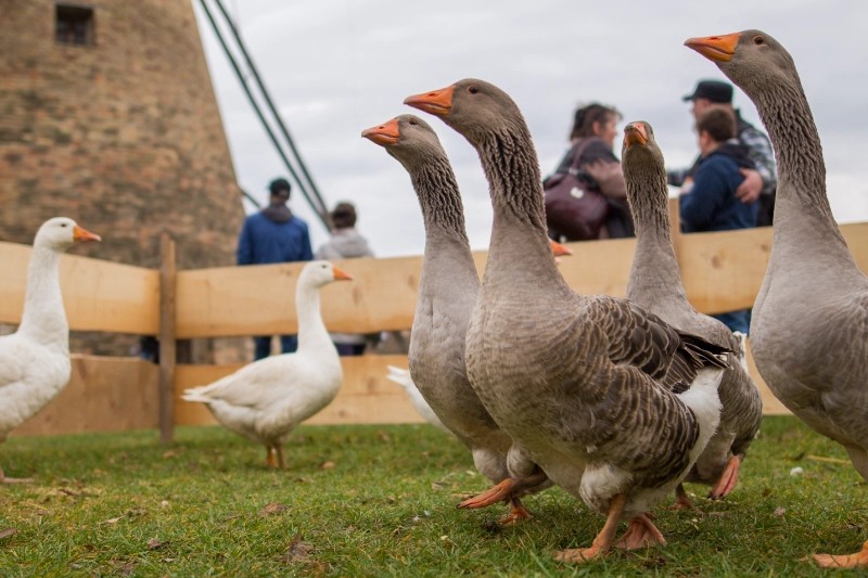 Szent Márton Újborfesztivál libator