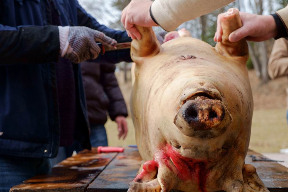 disznóvágás disznóölés