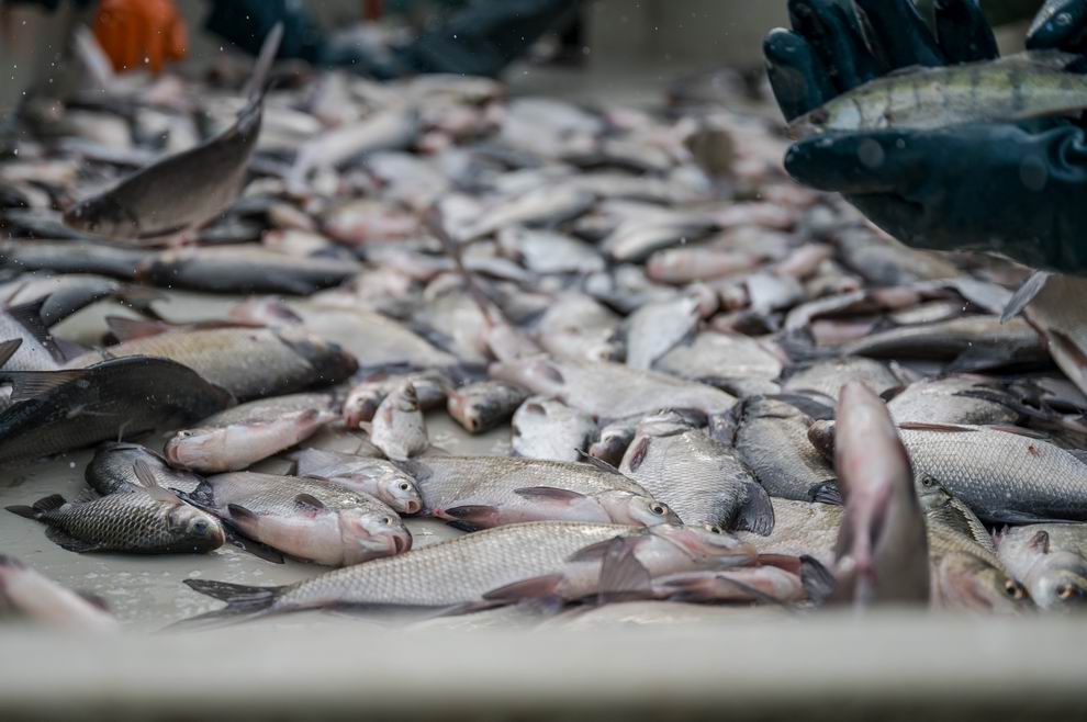Nem lesz hiány a jó minőségű magyar halból 2 halászat hal