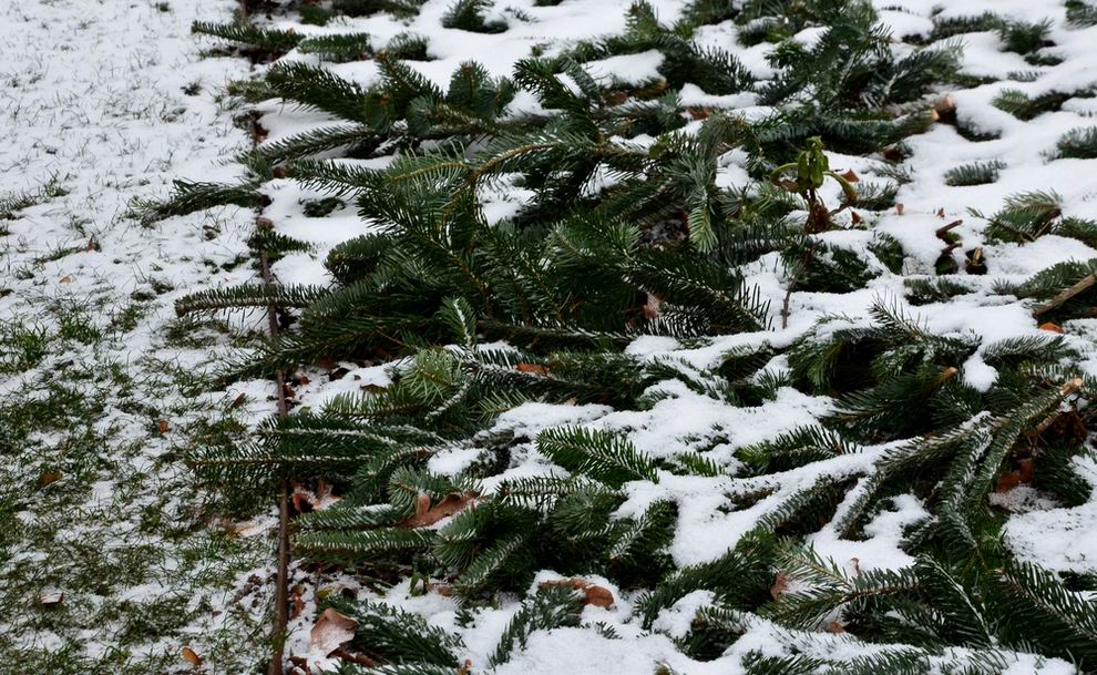 kert tél talajtakarás