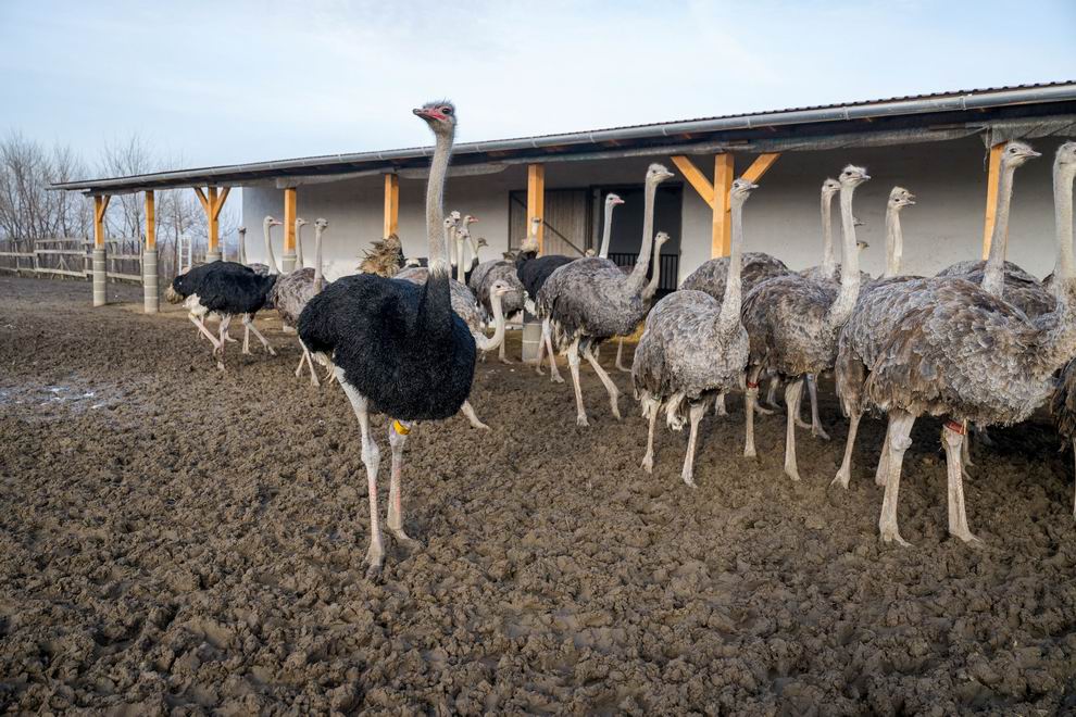 Hús, tej, tojás – tévhitek helyett hiteles tájékoztatás a húsról és az állattartásról 3 strucc farm
