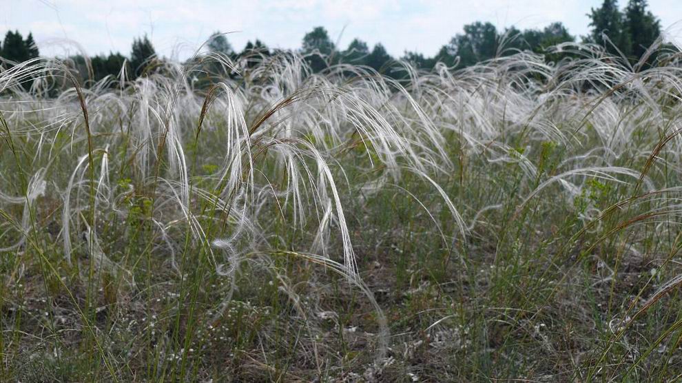 homoki árvalányhaj