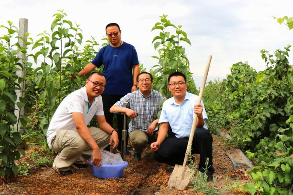 kína sivatag mesterséges erdő