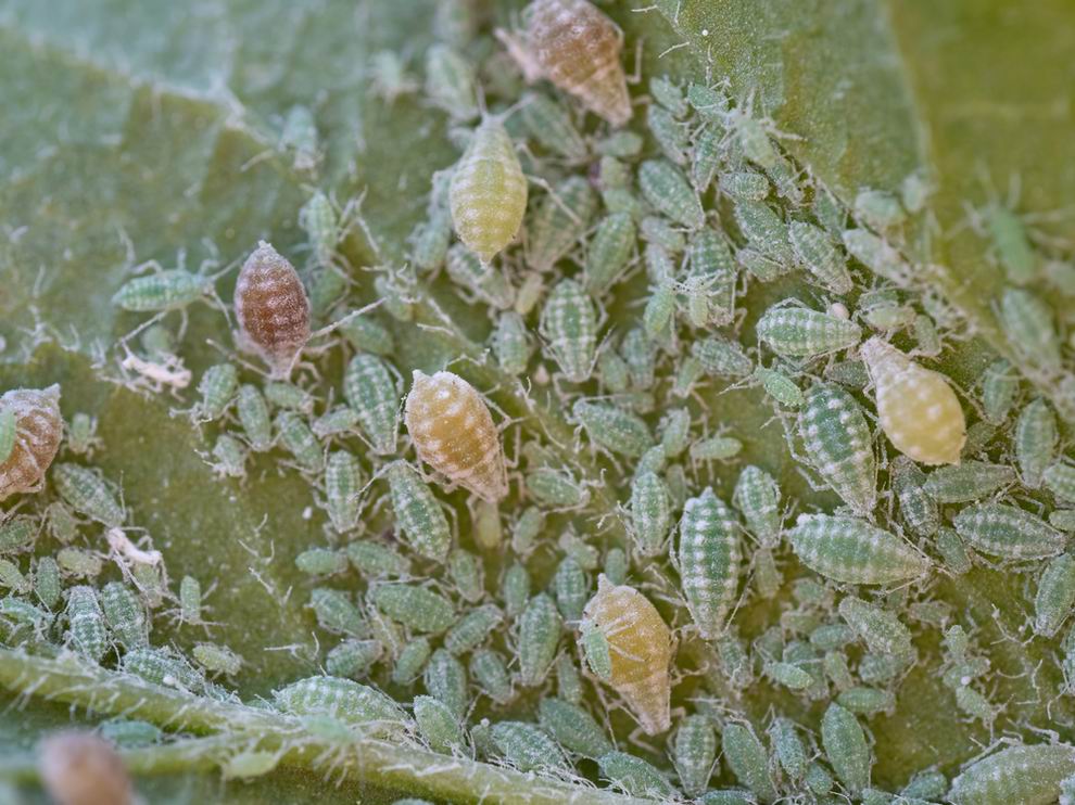 Vegyszermentes növényvédelem: ragadozó atkák a kártevők ellen 3 leveltetu Depositphotos 659965578 S