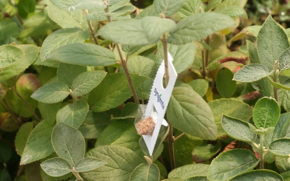 Vegyszermentes növényvédelem: ragadozó atkák a kártevők ellen 4 levéltetű