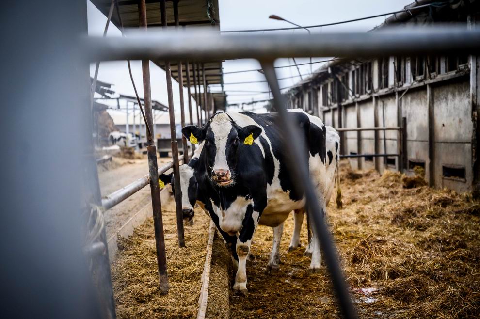 holstein tehén, marha, tej