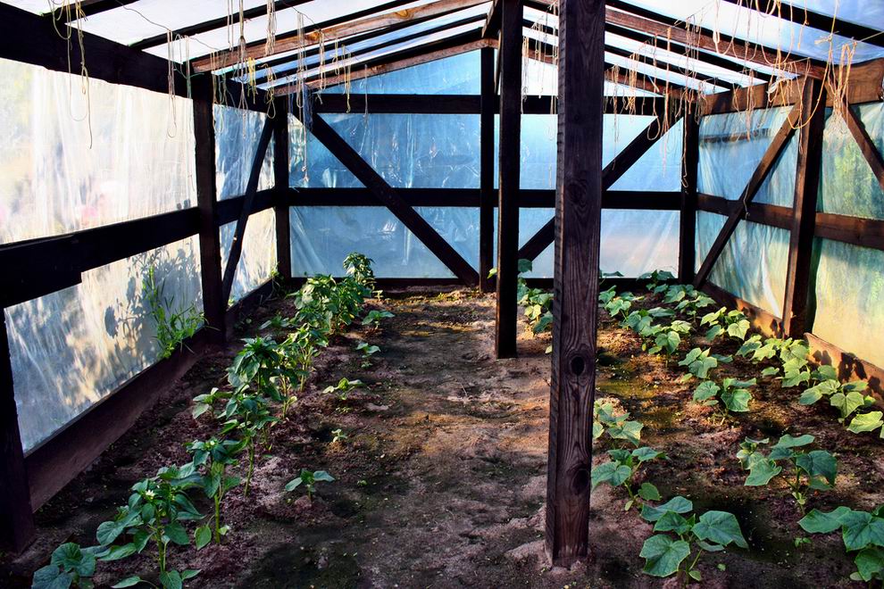 Kerti teendők márciusban 8 fóliasátor