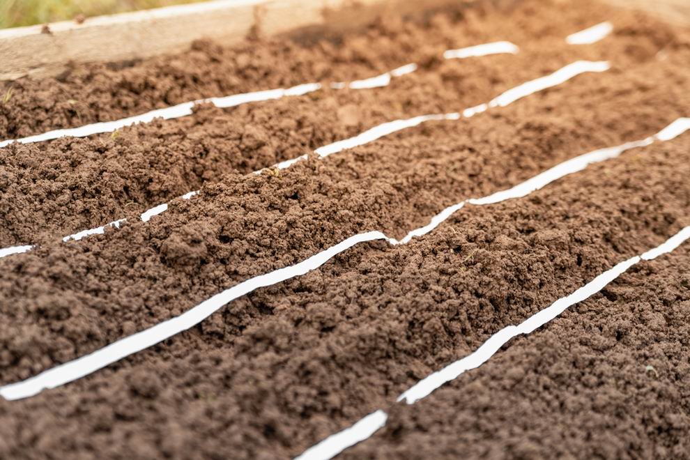 Márciusban szabadföldbe vethető zöldségek 2 sárgarépa vetés ültetés