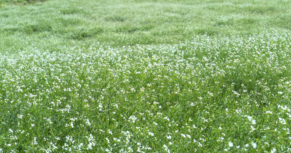 Fehér mustár, a legjobb gyomelnyomó zöldtrágya 5 Fehér mustár