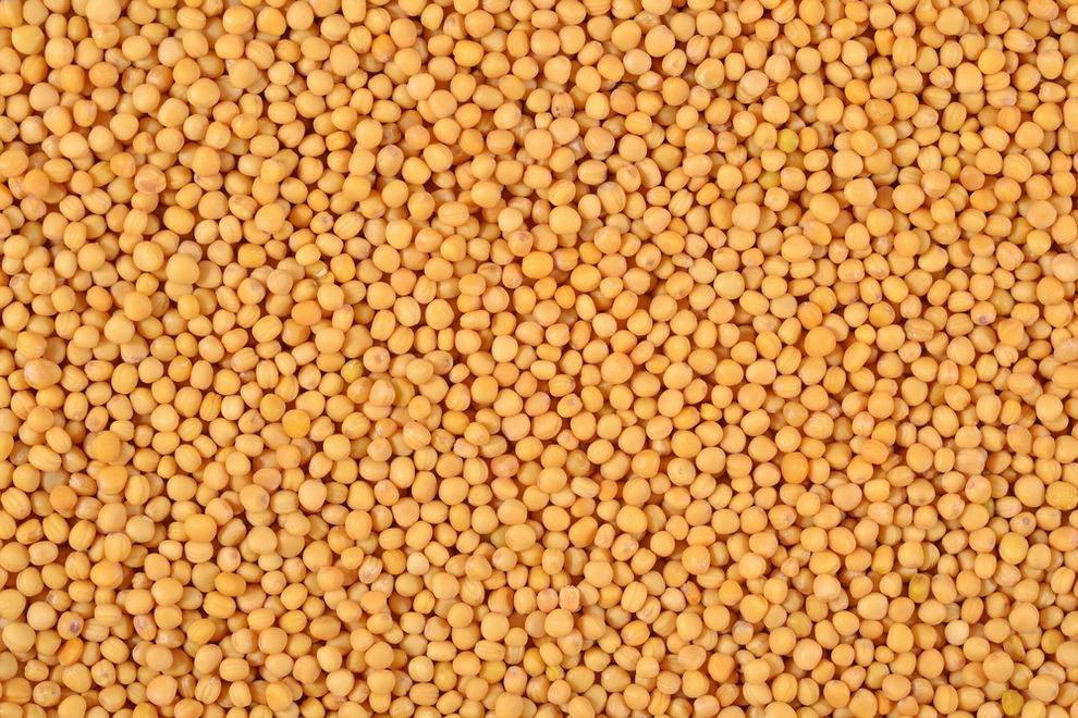 Fehér mustár, a legjobb gyomelnyomó zöldtrágya 7 Fehér mustár