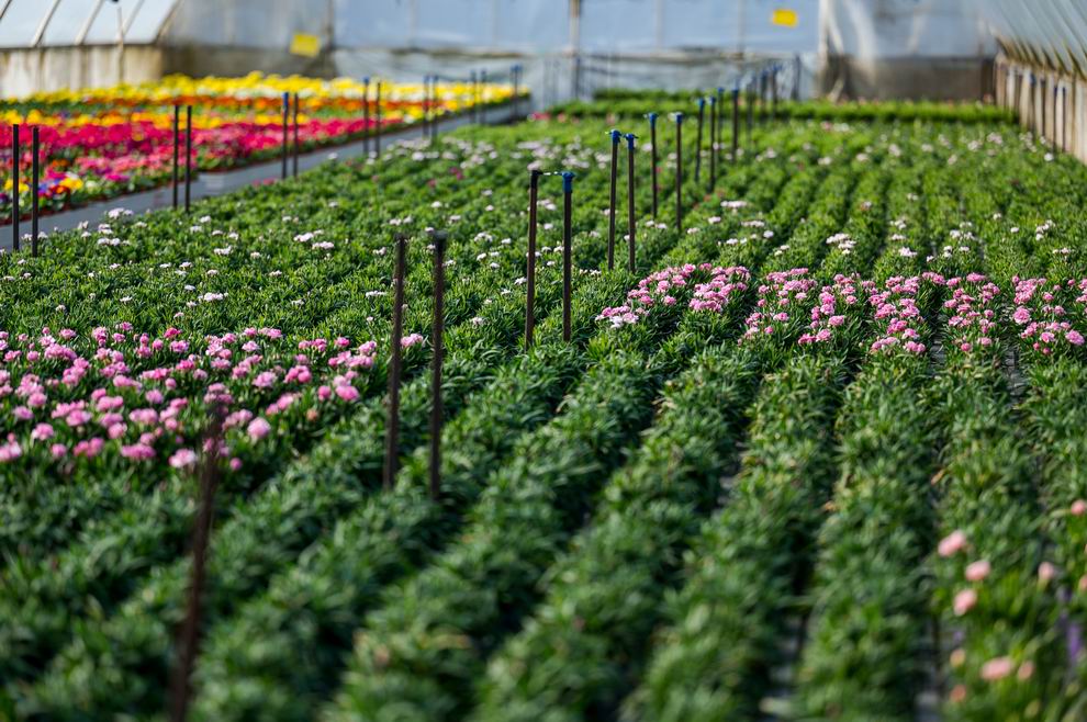 dísznövény kertészet 