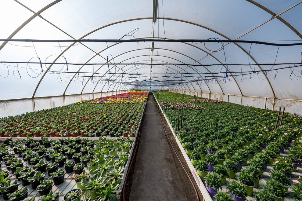 dísznövény kertészet 