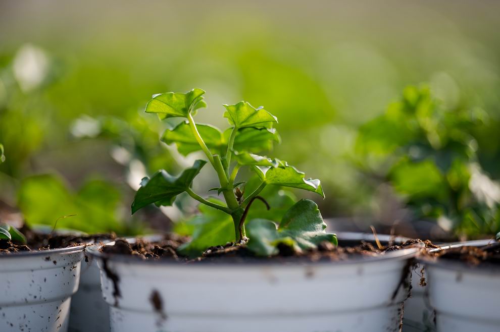 dísznövény kertészet muskátli