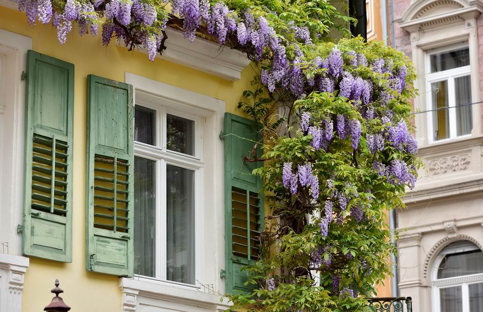 lilaakác szaporítása