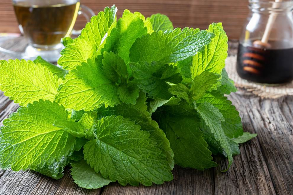 Menta-citromfű szörp recept 3 citromfű szörp