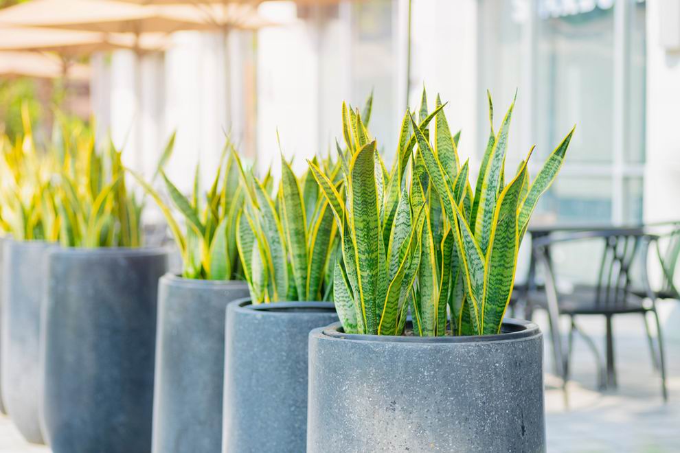Anyósnyelv - Sansevieria irodába