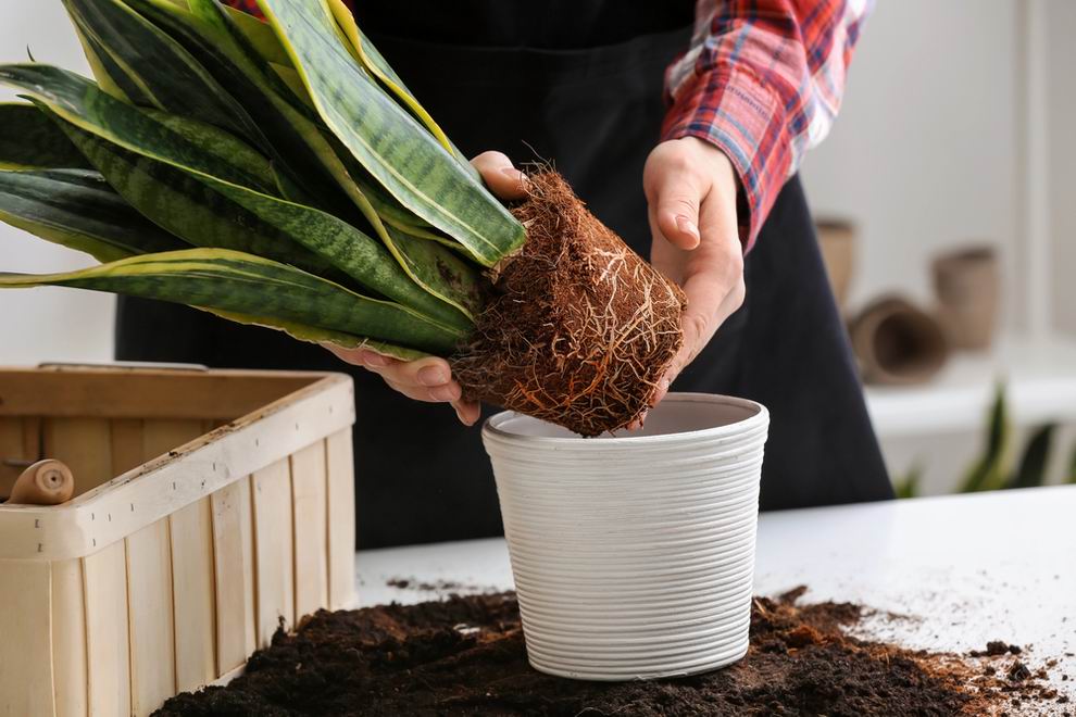 Anyósnyelv - Sansevieria átültetése
