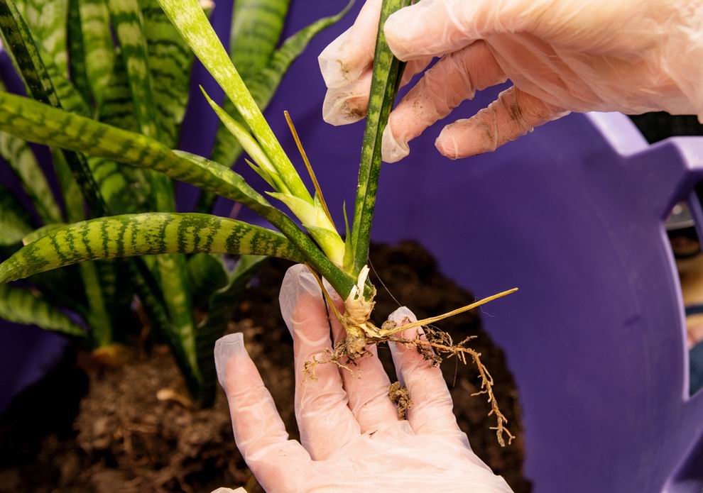 Anyósnyelv - Sansevieria szaporítása