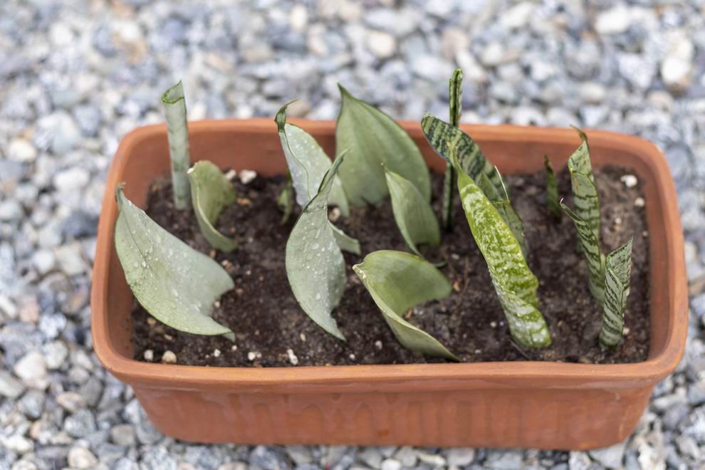 Anyósnyelv - Sansevieria szaporítása