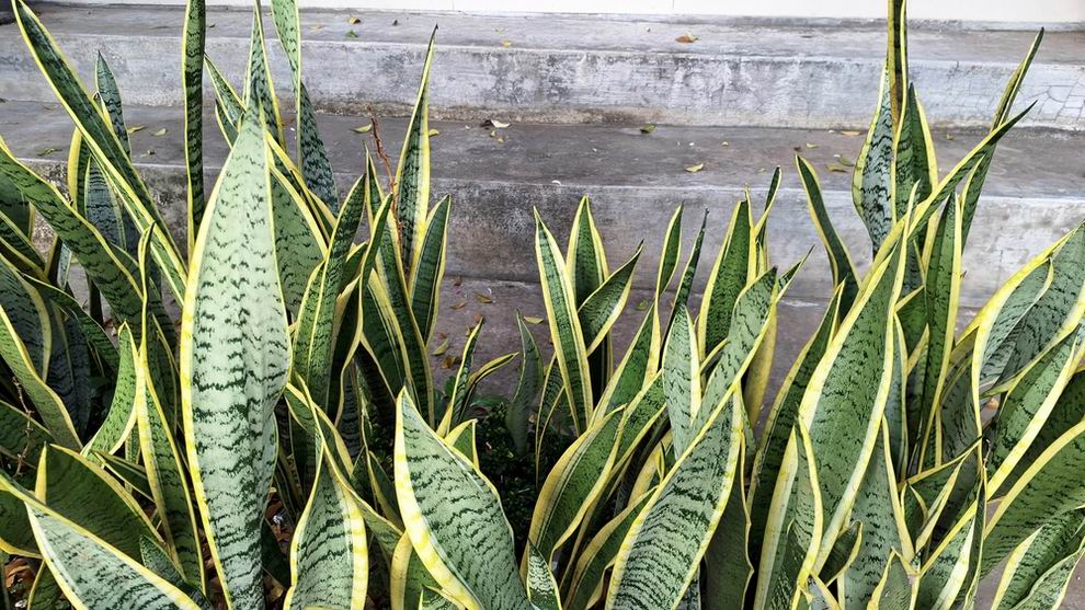 Anyósnyelv - Sansevieria gondozása