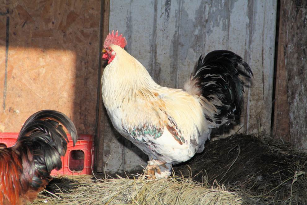 Araucana tyúk: a különleges kék tojások tojója 6 Araucana kakas