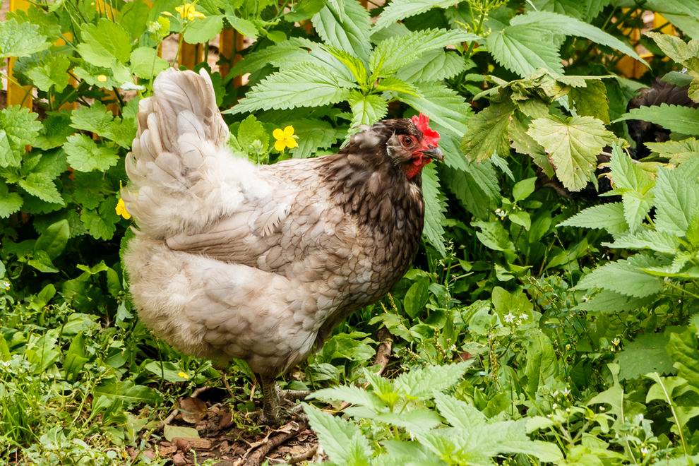 Araucana tyúk: a különleges kék tojások tojója 3 Araucana tyúk