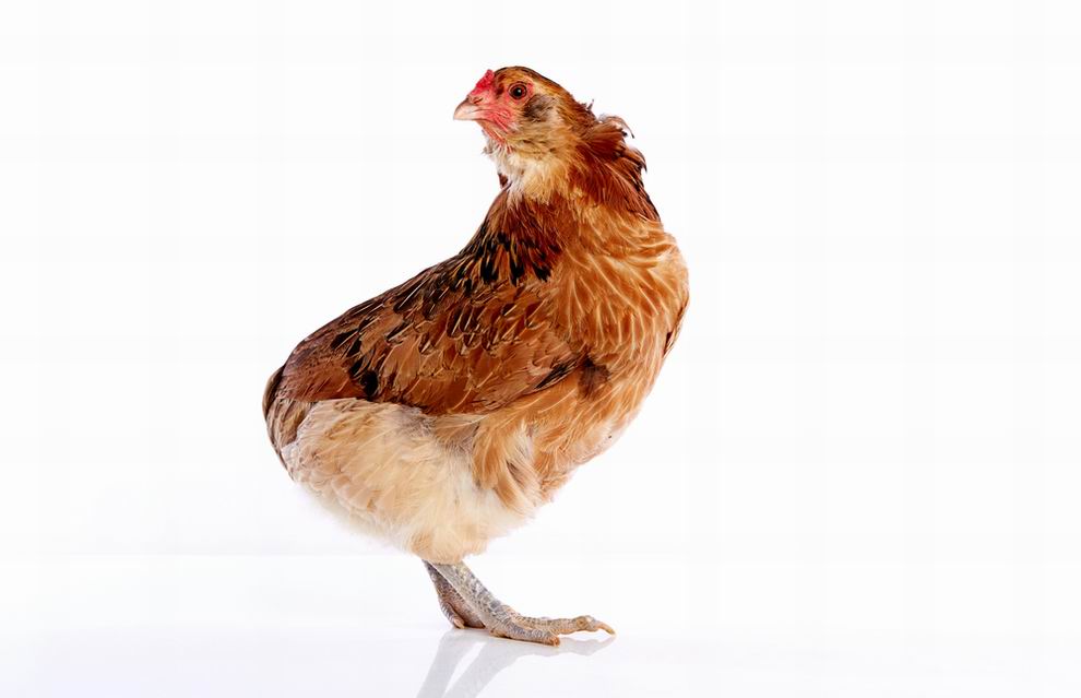 Araucana tyúk: a különleges kék tojások tojója 7 Araucana tyúk - farok nélküli változat