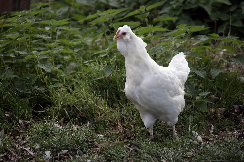 Araucana tyúk: a különleges kék tojások tojója 2 fehér Araucana tyúk