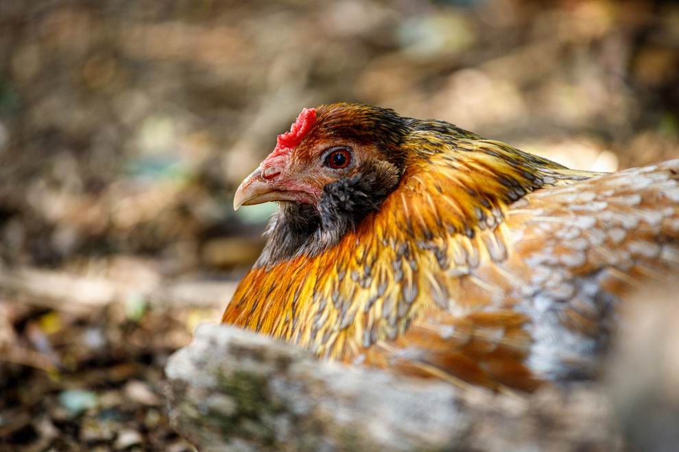 barna Araucana tyúk