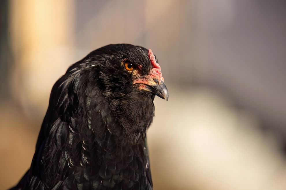 Araucana tyúk: a különleges kék tojások tojója 5 fekete Araucana tyúk