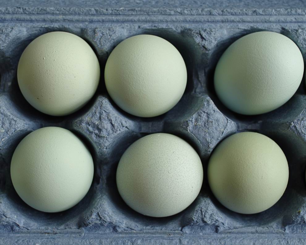 Araucana tyúk: a különleges kék tojások tojója 4 Araucana tyúk kék tojások