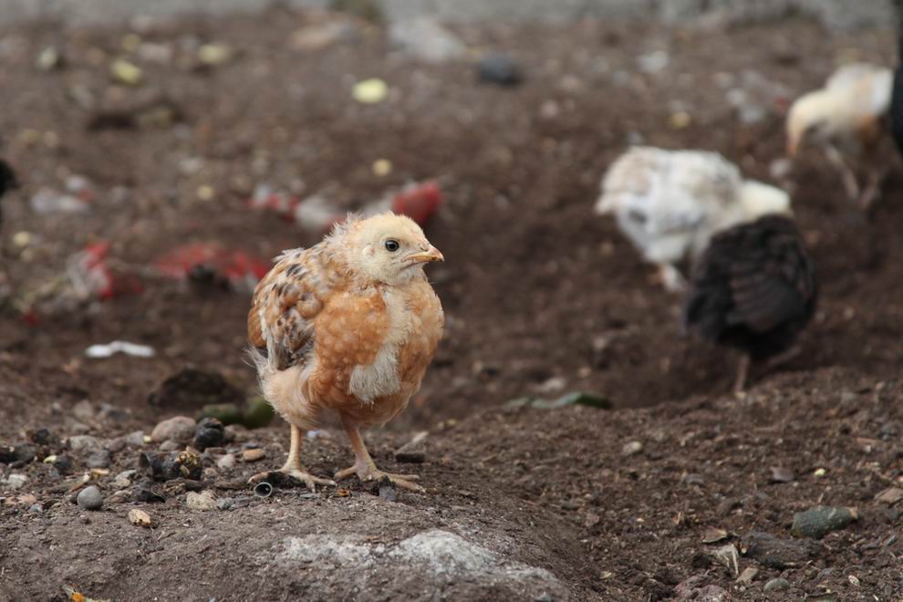Leghorn tyúk: a tojástermelés világbajnoka 5 Leghorn csirke