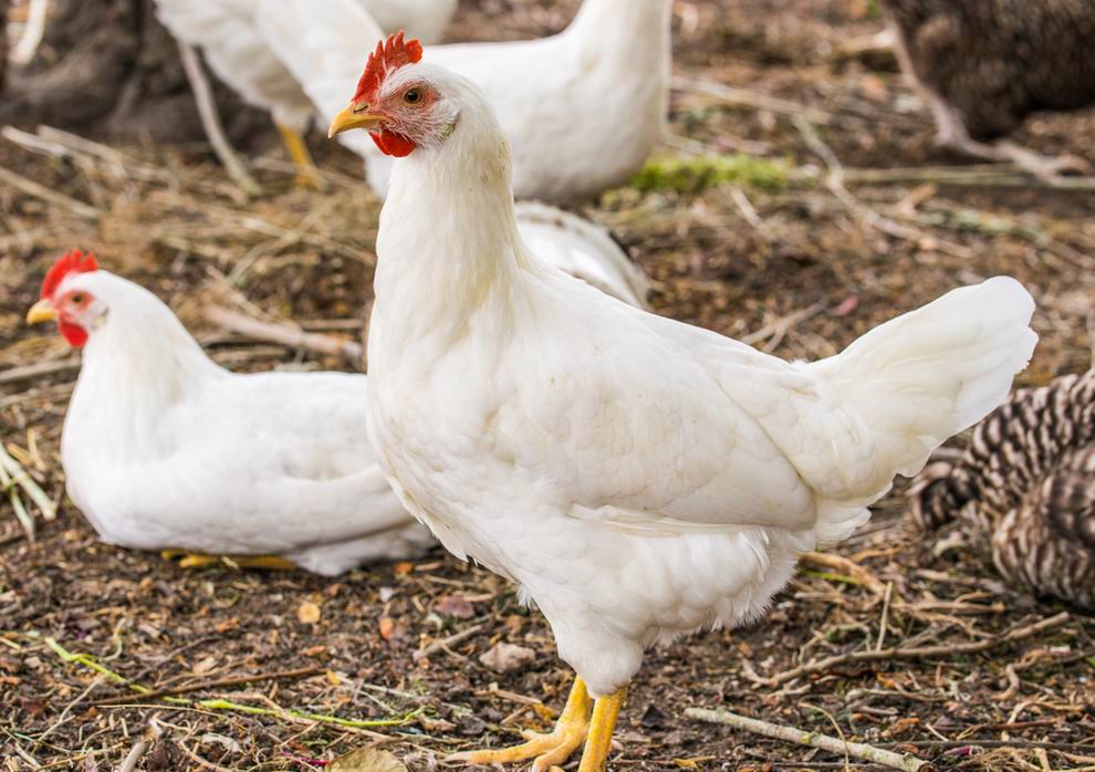Leghorn tyúk