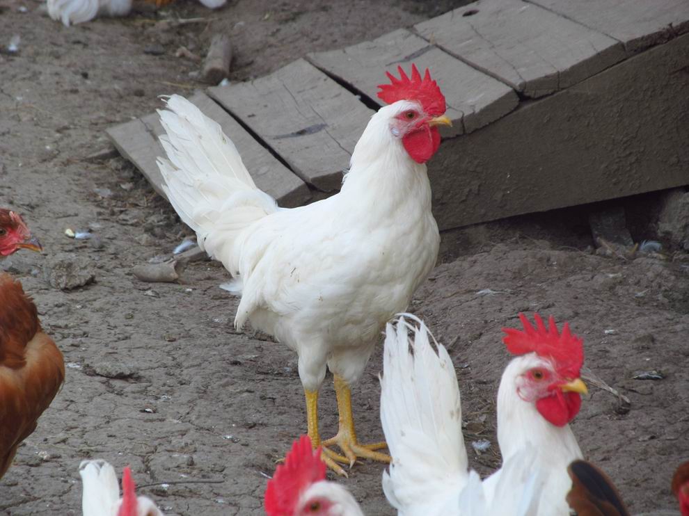 Leghorn tyúk: a tojástermelés világbajnoka 7 Leghorn tyúk kakas
