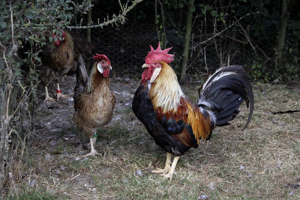 Leghorn tyúk: a tojástermelés világbajnoka 6 Leghorn tyúk és kakas