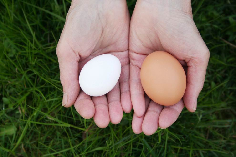 Leghorn tyúk: a tojástermelés világbajnoka 4 Leghorn tyúk