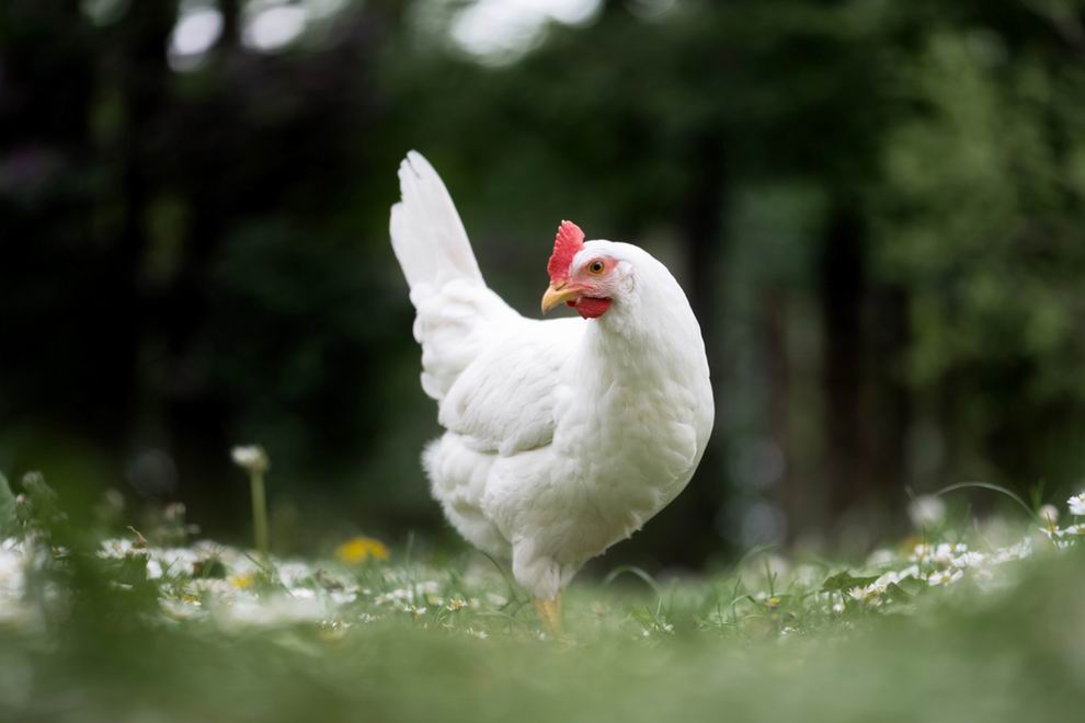 Leghorn tyúk: a tojástermelés világbajnoka 3 Leghorn tyúk