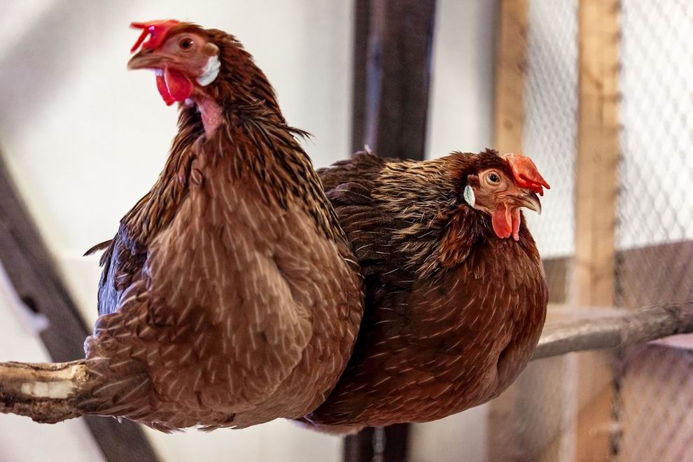 Leghorn tyúk: a tojástermelés világbajnoka 2 Leghorn tyúk