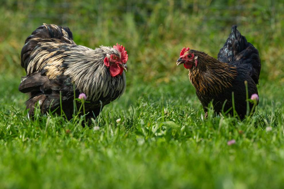 Marans tyúk - Marans baromfi