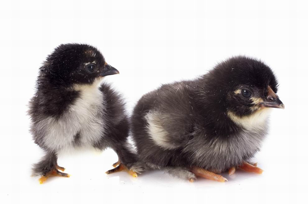 Marans tyúk: a híres csokoládébarna tojások tojója 5 Marans csirke - Marans csibe