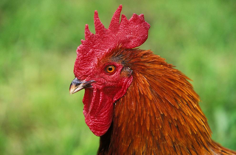 Marans tyúk: a híres csokoládébarna tojások tojója 6 Marans kakas