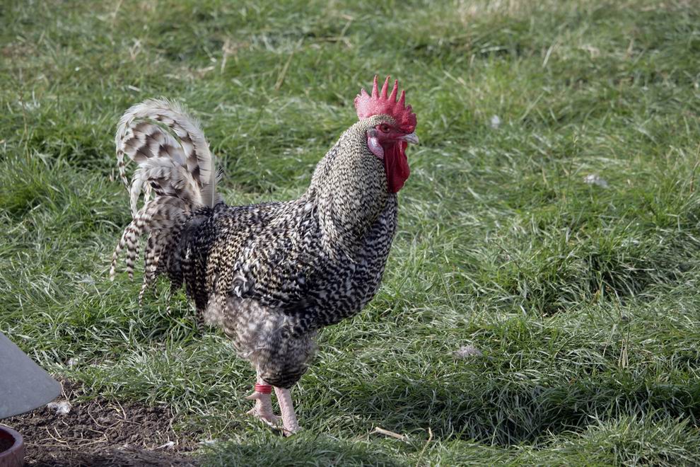 Marans tyúk: a híres csokoládébarna tojások tojója 2 Marans kakas