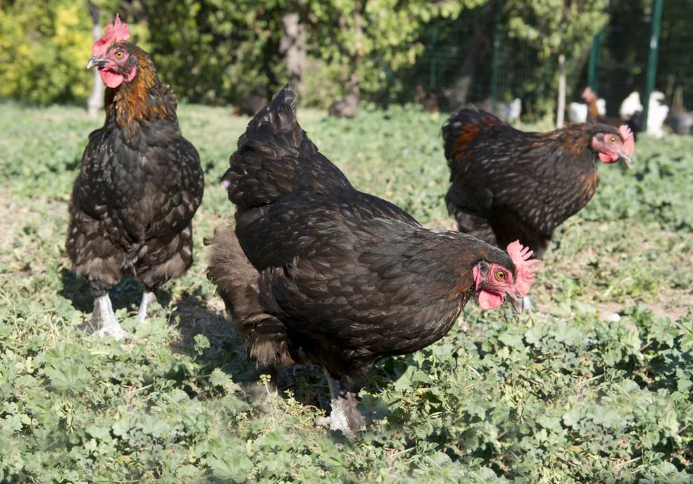 Marans tyúk: a híres csokoládébarna tojások tojója 3 Marans tyúk